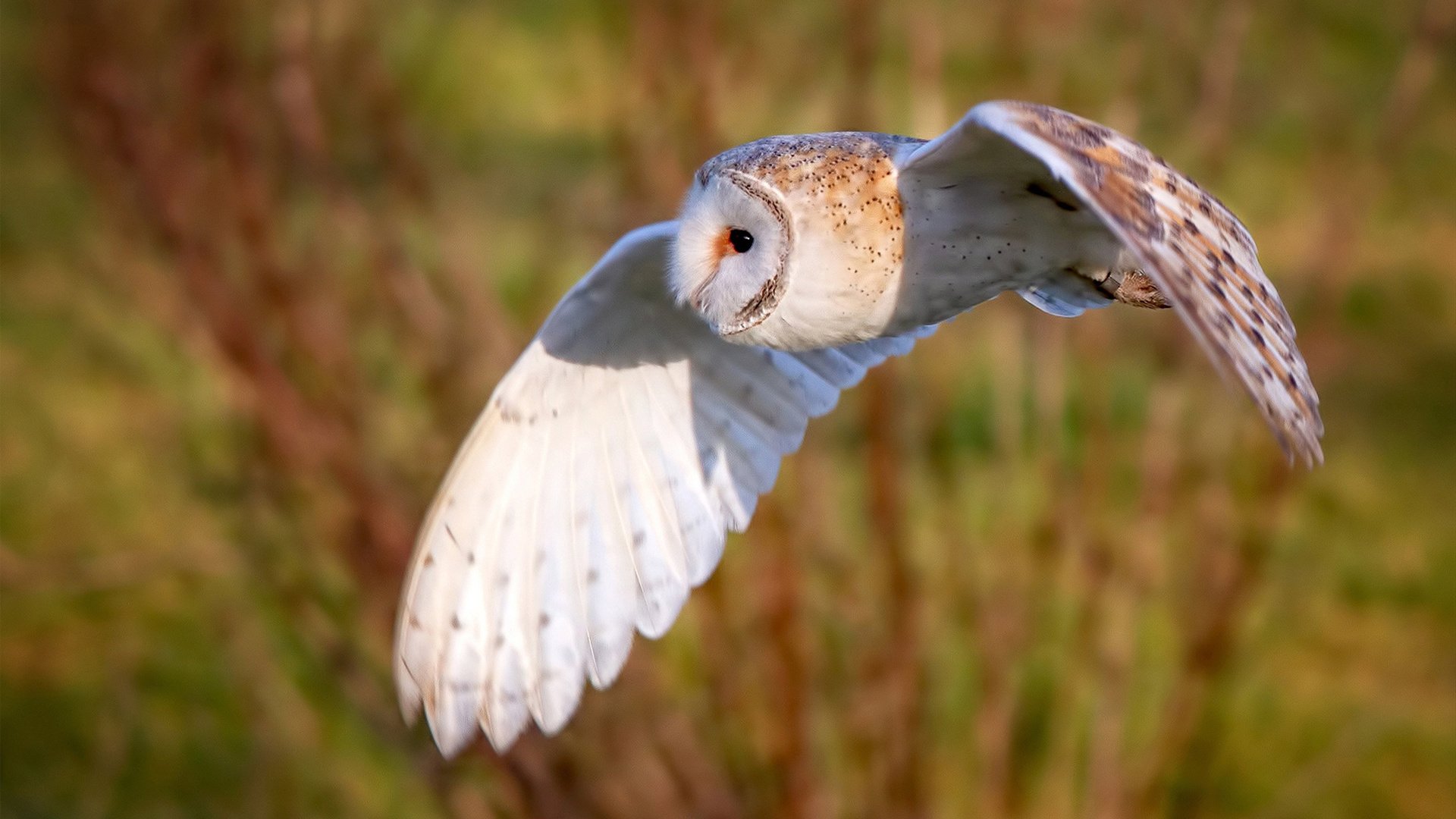 分岔口上的双线叙事，当灰熊撕咬鹈鹕，米切尔于弯心接管比赛