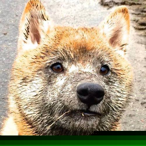 蓝桥新核!帕尔默一剑封喉斩落尼斯,斯坦福桥见证唯一先生诞生