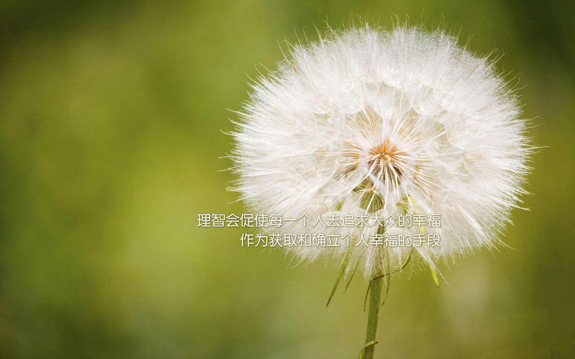 双重奏鸣曲,拉什福德的完美章节与雷恩的牙买加变奏