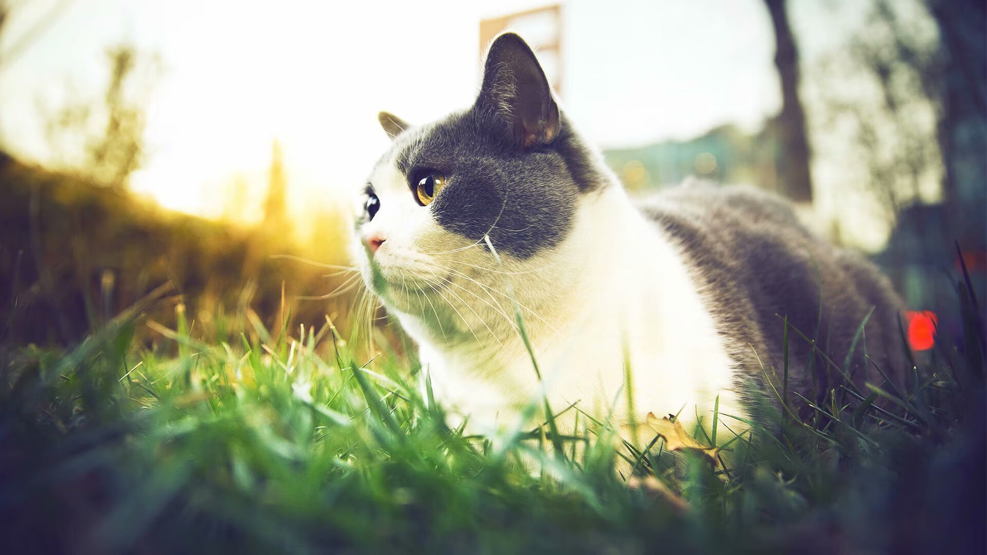 加勒比旋风席卷赛道，牙买加新星在F1街道赛焦点战中突围德国巨头