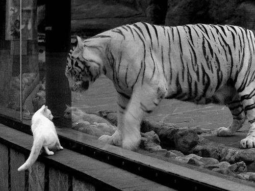 从冠军拼图到底特律心脏,范弗利特在嘘声中的正名之战