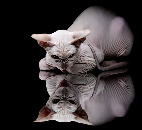 双面足球,个人英雄与体系铁律