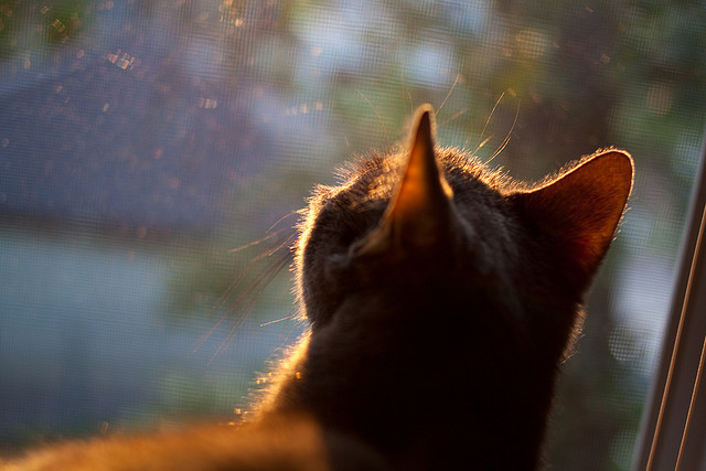 冷门与火焰，爱尔兰掀翻瑞典之夜，巴尔韦德点燃乌拉圭希望