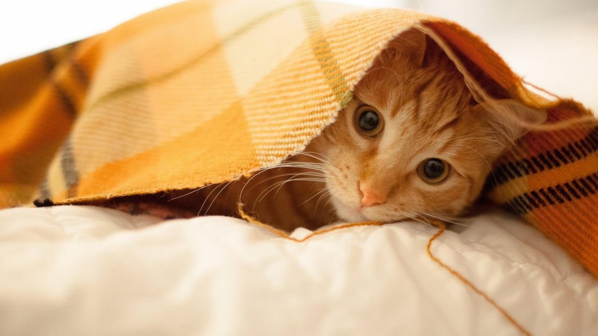 北伦敦的东方壁垒，富安健洋生涯之夜，如何让土耳其的狂攻化为叹息