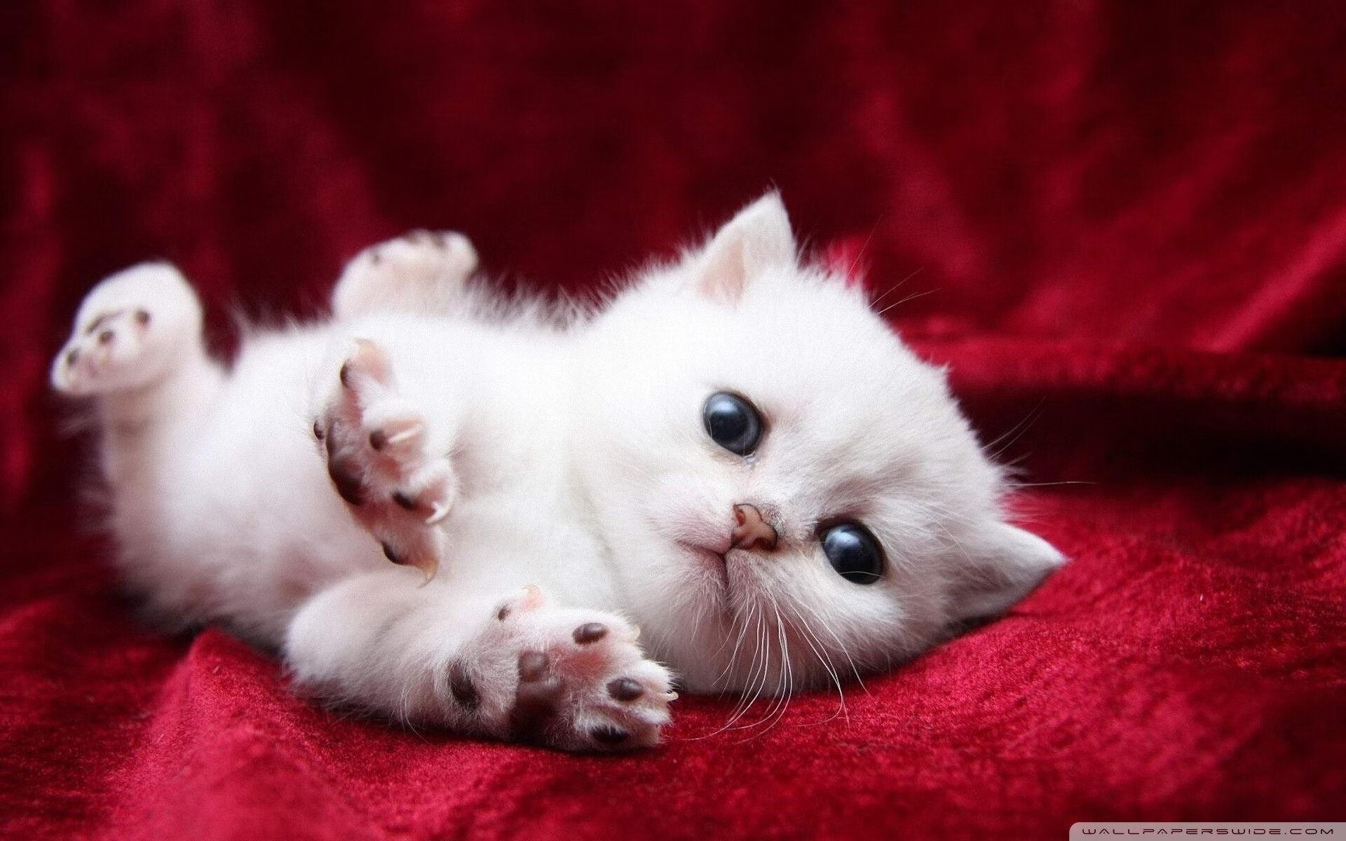 双线揭幕，当F1的轮胎战术遇见魔术的年轻风暴