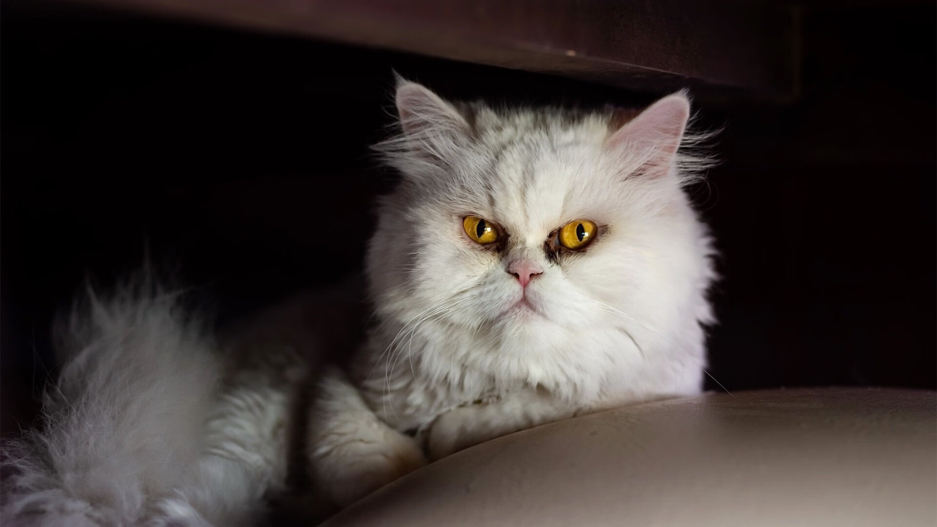 两种唯一，当拉文射穿时间，鹈鹕终结历史