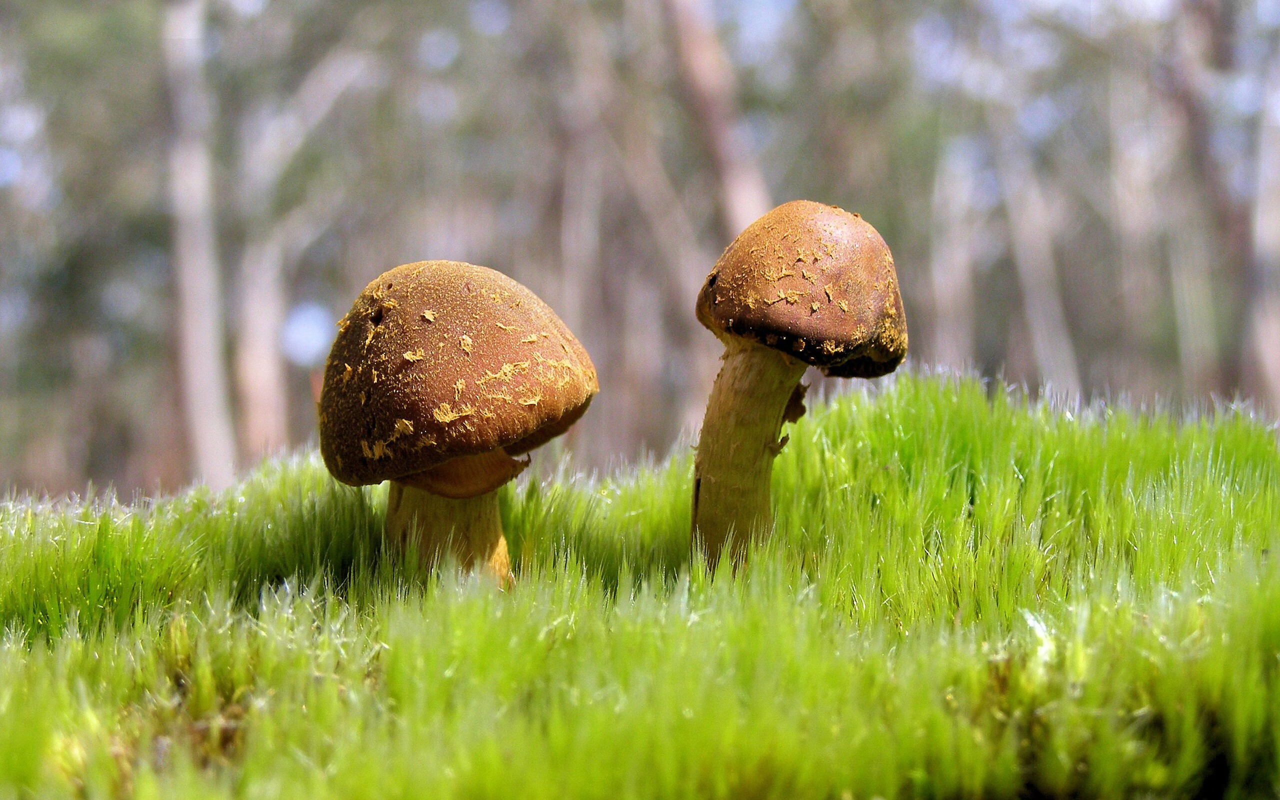 跨界烽火，当绿衫军奇袭南美雄鹰，萨内化身国家德比幽灵导演