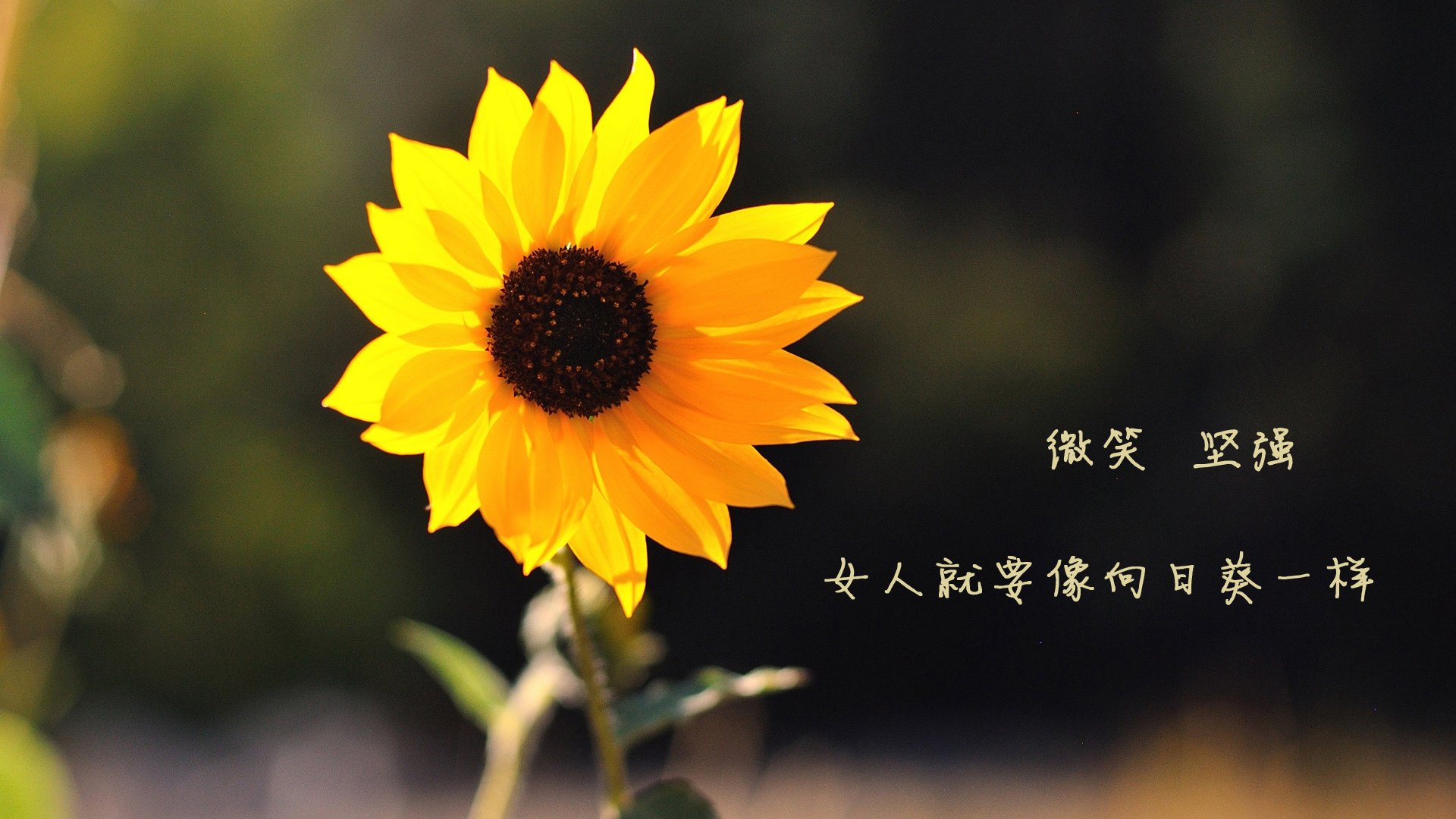 这是一篇为您定制的深度体育评论文章，围绕您给出的关键词，构建了一个充满戏剧张力和战术深度的叙事场景